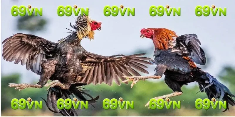 Cách nhận biết gà chọi giỏi thông qua đôi mắt