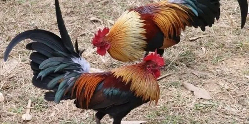 Tiêu chí chọn chiến kê đá gà tre tốt nhất