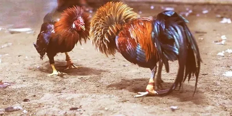 Nguồn gốc, lịch sử đá gà cựa tròn